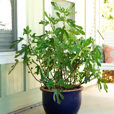 Fig ittle Miss Figgy v3