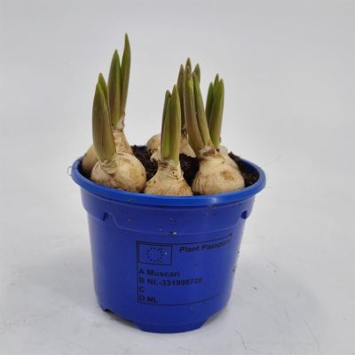 Muscari Armeniacum 9cm pot Muscari Armeniacum 9cm pot