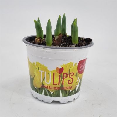 Tulip Yellow Baby 12 cm pot Tulip Yellow Baby 12 cm pot