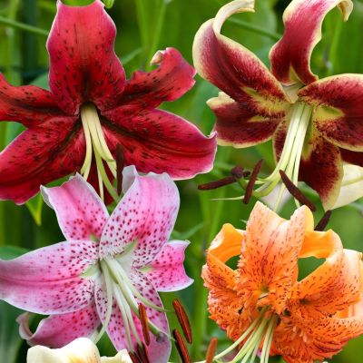 Tulband gemengd 2019 08 06