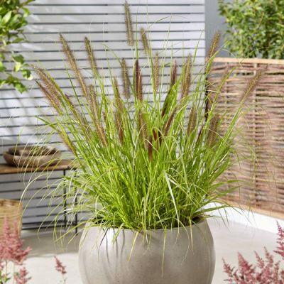 Pennisetum alopecuroides Black Beauty