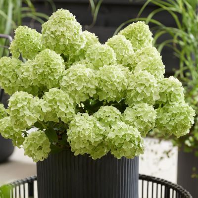 hydrangea pan Petit Cherry