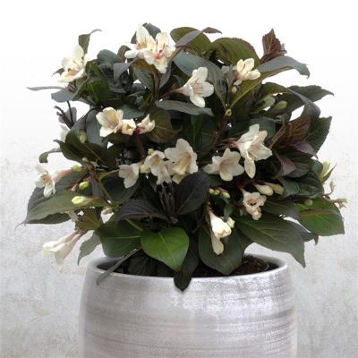 Weigela Elbony and Ivory