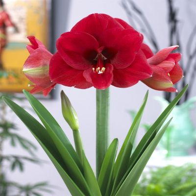 Hippeastrum Ferrari Hippeastrum Ferrari