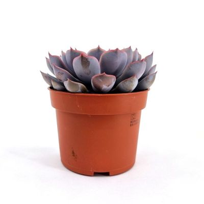 Echeveria Orion 10