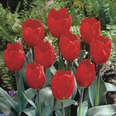 Tulip Red Paradise Tulip Red Paradise