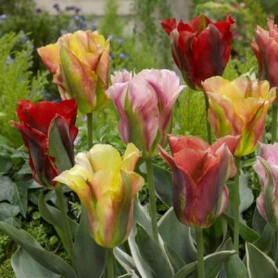 Tulipa Viridiflora Mixed