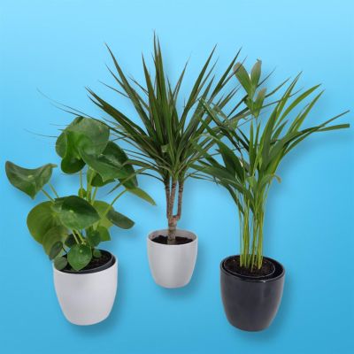 Pilea Dracaena Dypsis Pilea Dracaena Dypsis