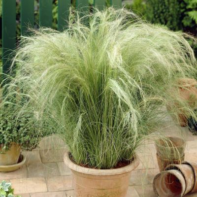 Stpa tenuissima Ponytails v2 Stpa tenuissima Ponytails v2