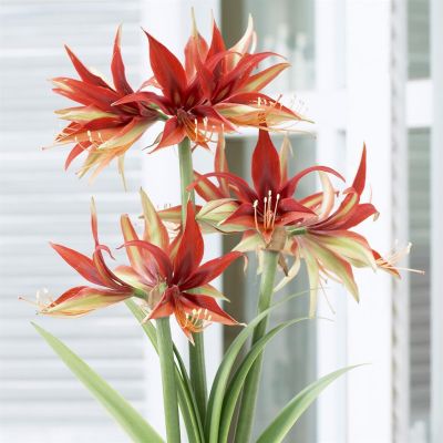 Hippeastrum Merenque