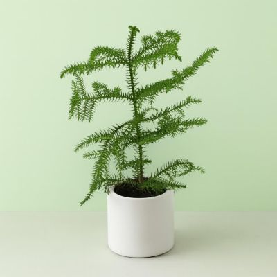 Araucaria 12 cm pot