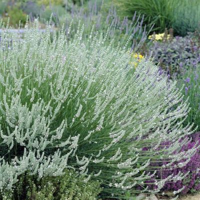 Lavandula Edelweis