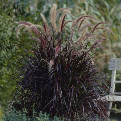 Pennisetum Rubrum Pennisetum Rubrum