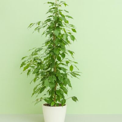 Ficus benjamina (Danita)