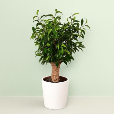 Ficus Natasja Jute stam 12 cm