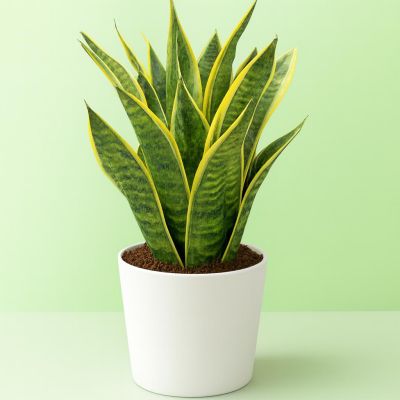 Sansevieria Futura Superba