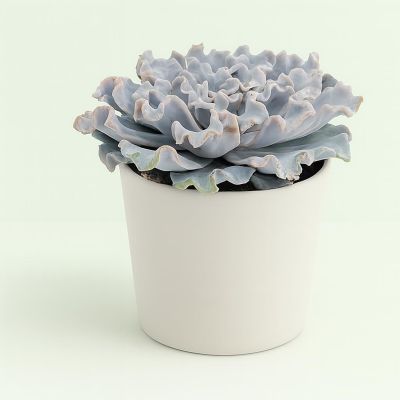 Echeveria crispy beauty 10