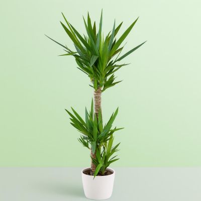 Yucca Elephantis 24 cm
