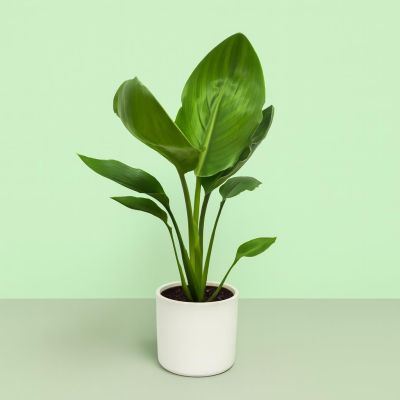 Strelitzia Bird of Paradise