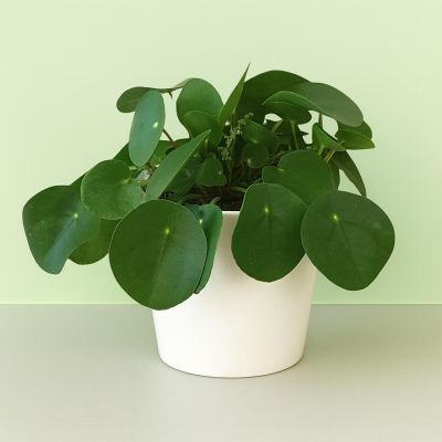 Pilea peperomoides