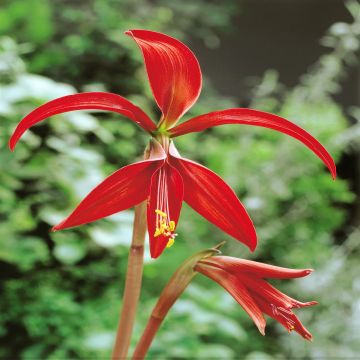 Sprekelia formosissima Jacobs Sprekelia formosissima Jacobs