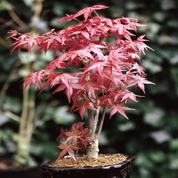 Bonsai Acer atropupurea Bonsai Acer atropupurea