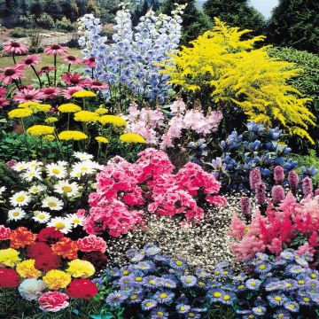 40 Plant Collection 40 Plant Collection