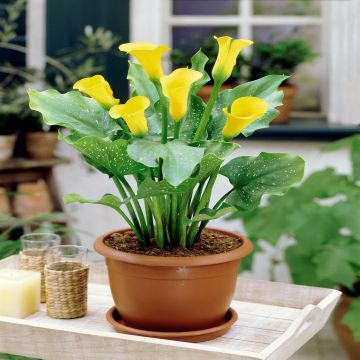 Zantedeschia Yellow + Sals Zantedeschia Yellow + Sals