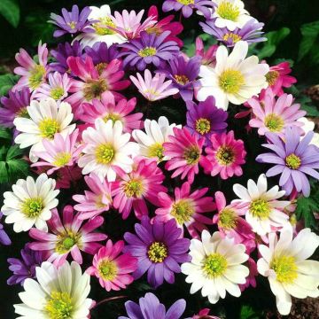 Anemone Blanda B