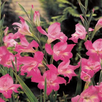 Gladioli Charming Lady Gladioli Charming Lady