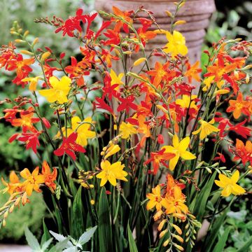 Crocosmia Mix Crocosmia Mix
