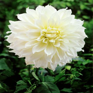 Dahlia Fleurel Dahlia Fleurel