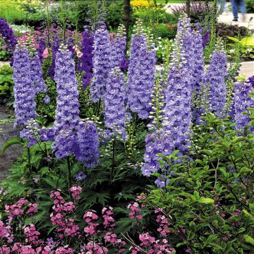 Delphinium hybrid 'Pacific Giants' blue Delphinium hybrid 'Pacific Giants' blue