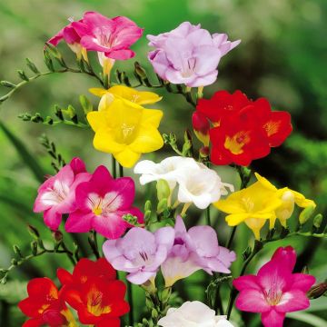 Freesia enkel mixture Freesia enkel mixture