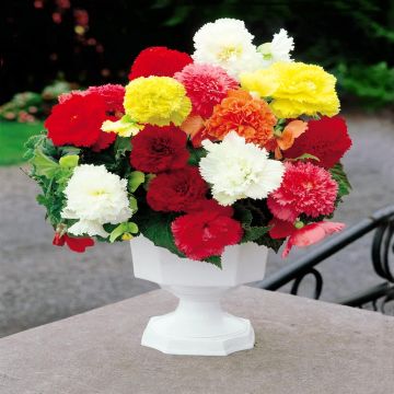 Begonia Fringed Mix Begonia Fringed Mix