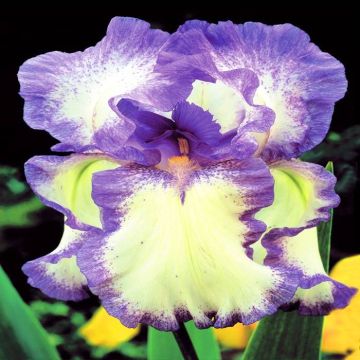 Iris Blue Flag  (Circle Steps)