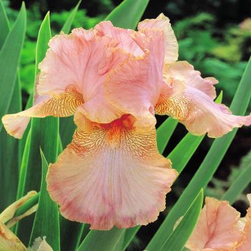 Iris barbata Pink Dust Iris barbata Pink Dust