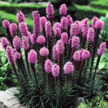 Liatris Spicata Pink Liatris Spicata Pink