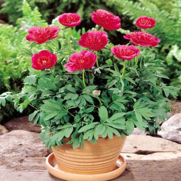 Paeony Flame with Planter Paeony Flame with Planter