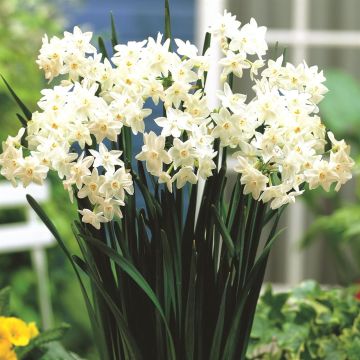 Paperwhite Passat 50