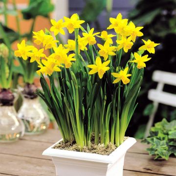 Tête à Tête Passat 5