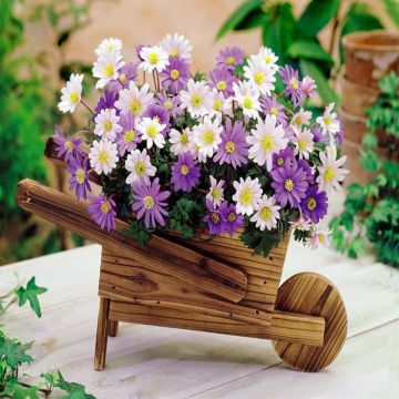 Wheelbarrow Anemone Blanda