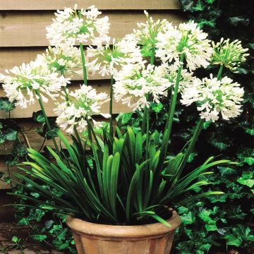 Agapanthus Nile Lily White