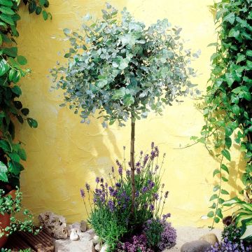 Eucalyptus gunneri 'Anti Musqu Eucalyptus gunneri 'Anti Musqu