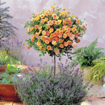 Standard Rose Meilandina Bi-col