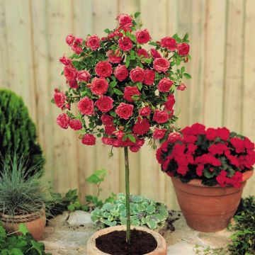 Standard Rose Meilandina Red Standard Rose Meilandina Red