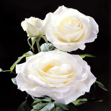 Rose Pascali