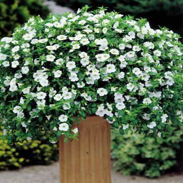 Petunia Calimor Bright Dream Petunia Calimor Bright Dream