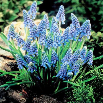Muscari armeniacum Blue Grape H