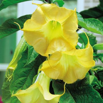 Brugmansia Gold Brugmansia Gold